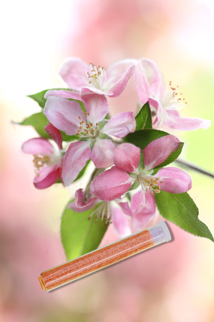 Bachblüten Transmitter-Set  38 Stück R-61 bis R-98 + 1 Rescue Transmitter