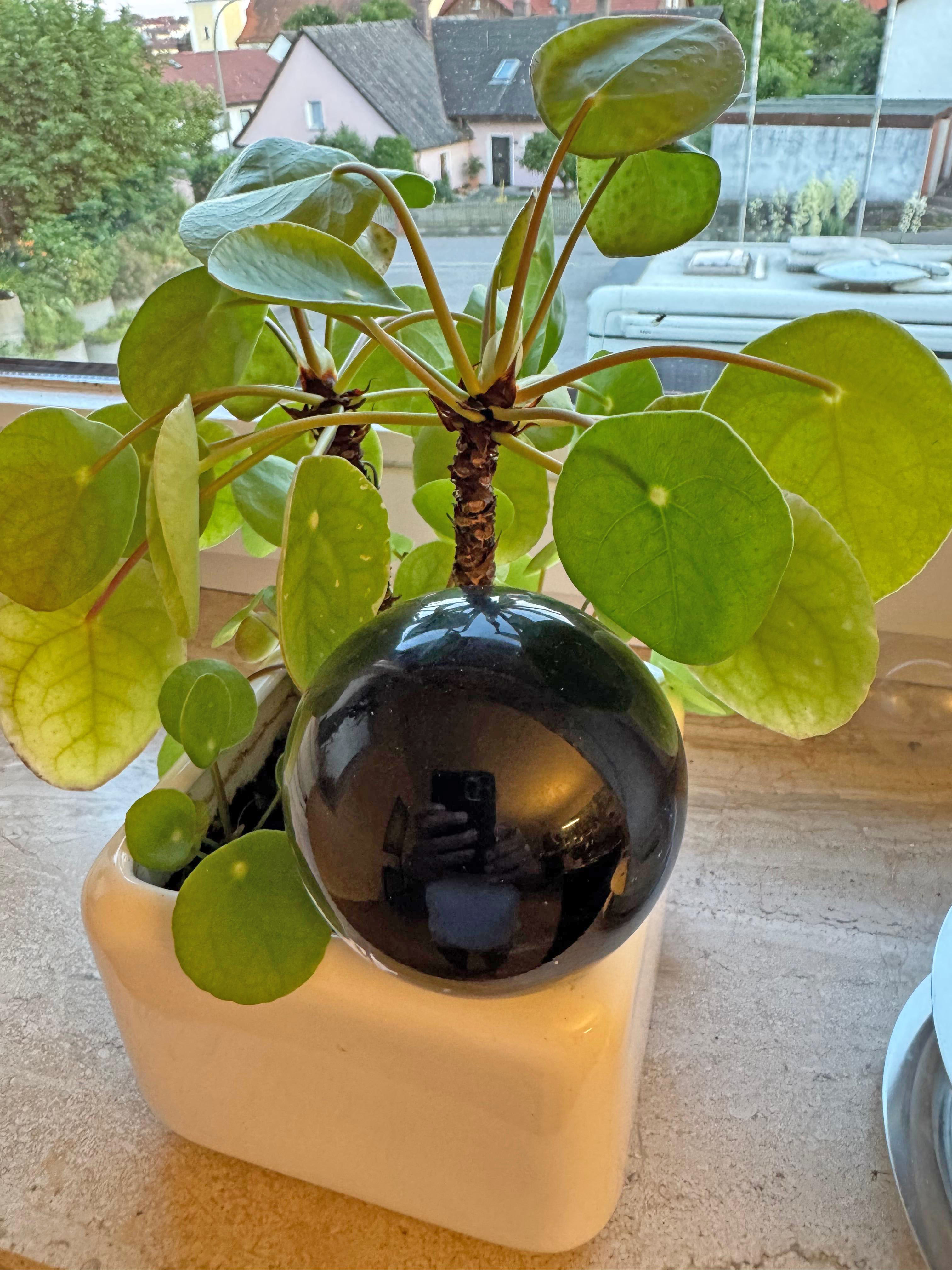 Angebot der Woche - Natur-Segen mit Madonna